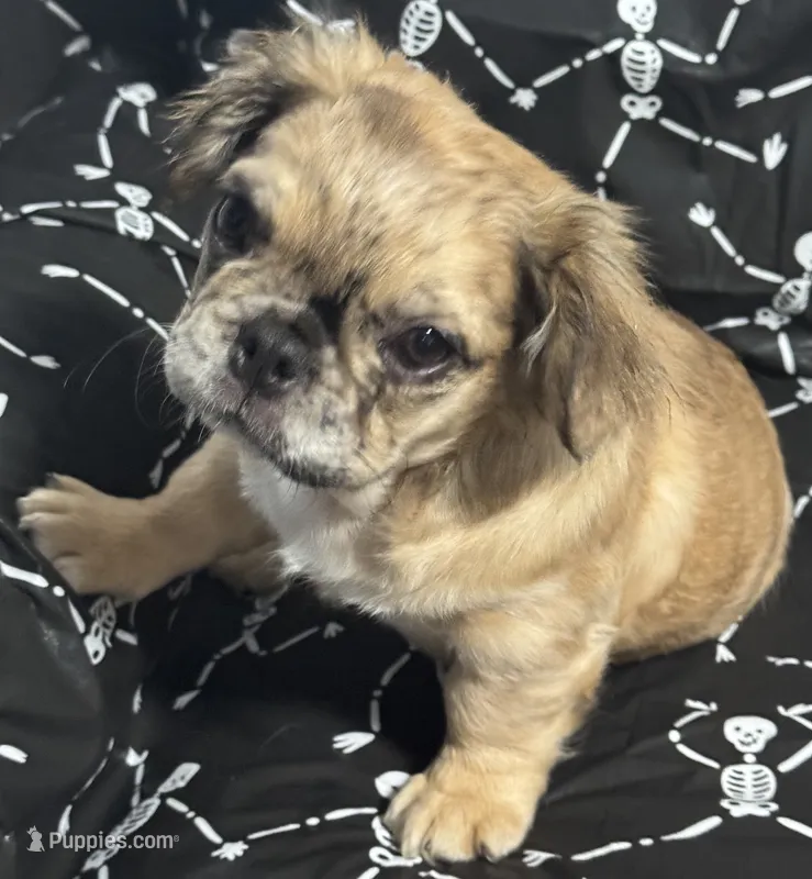 Ruca Jayne – French Bulldog puppy for sale in Columbia, SC