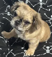 Female Merle Fluffy , a female French Bulldog for sale in Columbia, SC – 1 of 3