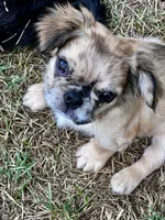 Ruca Baybee, a female French Bulldog for sale in Columbia, SC – 6 of 6