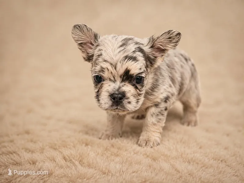 Mr. Burberry – French Bulldog puppy for sale in Columbia, SC