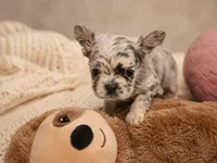 Mr. Burberry, a male French Bulldog for sale in Columbia, SC – 4 of 5