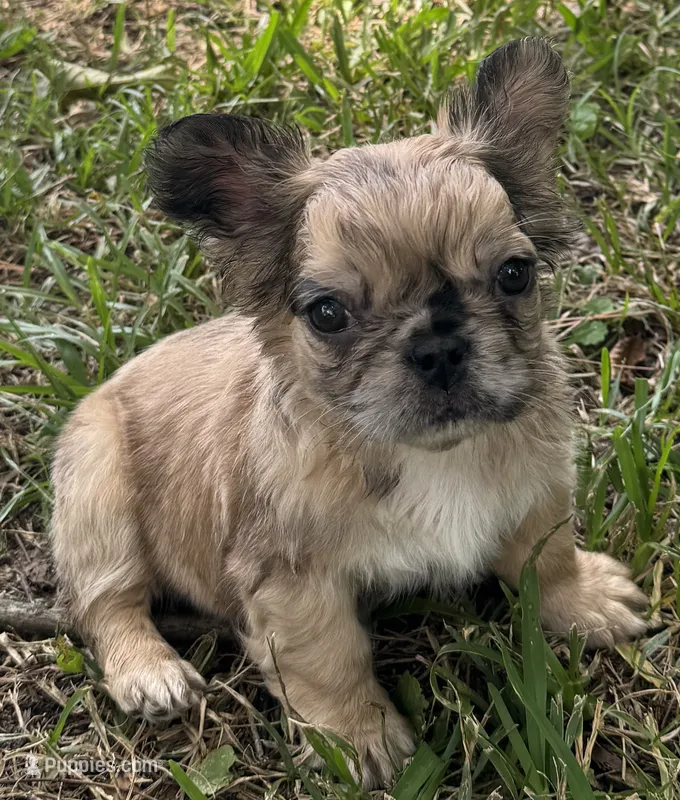 Ruca Baybee – French Bulldog puppy for sale in Columbia, SC