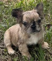 Ruca Baybee, a female French Bulldog for sale in Columbia, SC – 1 of 6