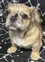 Female Merle Fluffy , a female French Bulldog for sale in Columbia, SC – 3 of 3