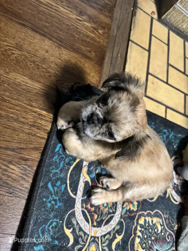 Ruca Jayne – French Bulldog puppy for sale in Columbia, SC