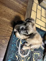 Ruca Baybee, a female French Bulldog for sale in Columbia, SC – 5 of 6