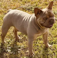 Rocky, a male French Bulldog for sale in Columbia, SC – Photo 4 of 4