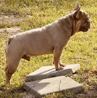 Rocky, a male French Bulldog for sale in Columbia, SC – Photo 3 of 4