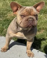 Rocky, a male French Bulldog for sale in Columbia, SC – Photo 1 of 4