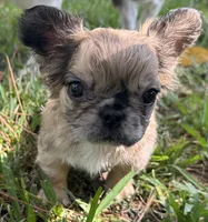 Ruca Baybee, a female French Bulldog for sale in Columbia, SC – 3 of 6