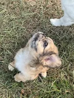 Ruca Baybee, a female French Bulldog for sale in Columbia, SC – 4 of 6