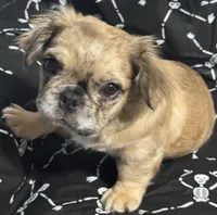 Female Merle Fluffy , a female French Bulldog for sale in Columbia, SC – 2 of 3