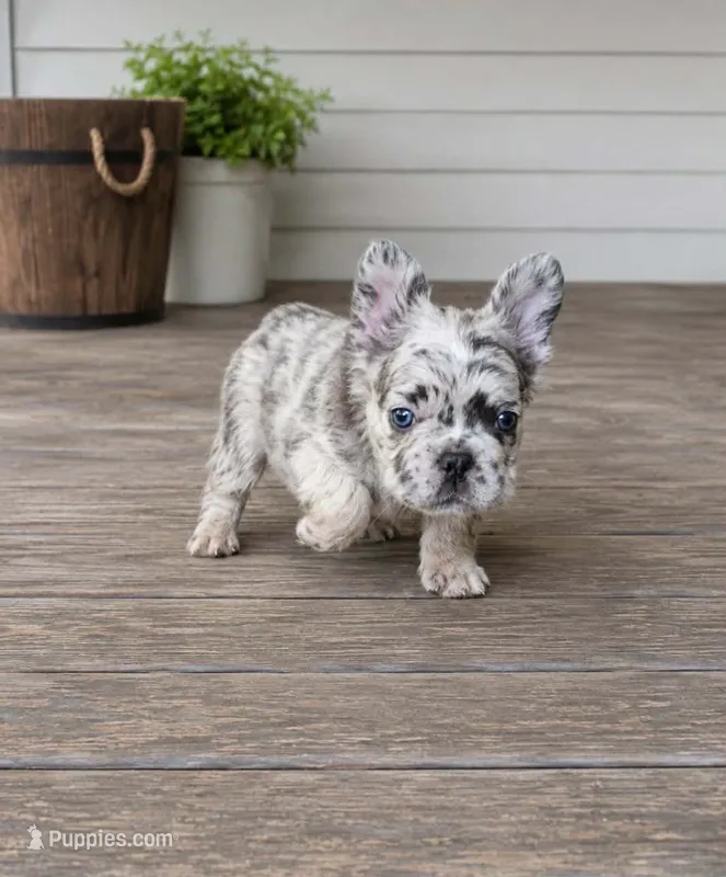 Whiskey Neat – French Bulldog puppy for sale in Columbia, SC
