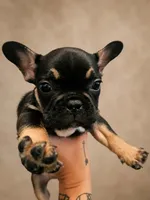Costa, a male French Bulldog for sale in Columbia, SC – 2 of 4