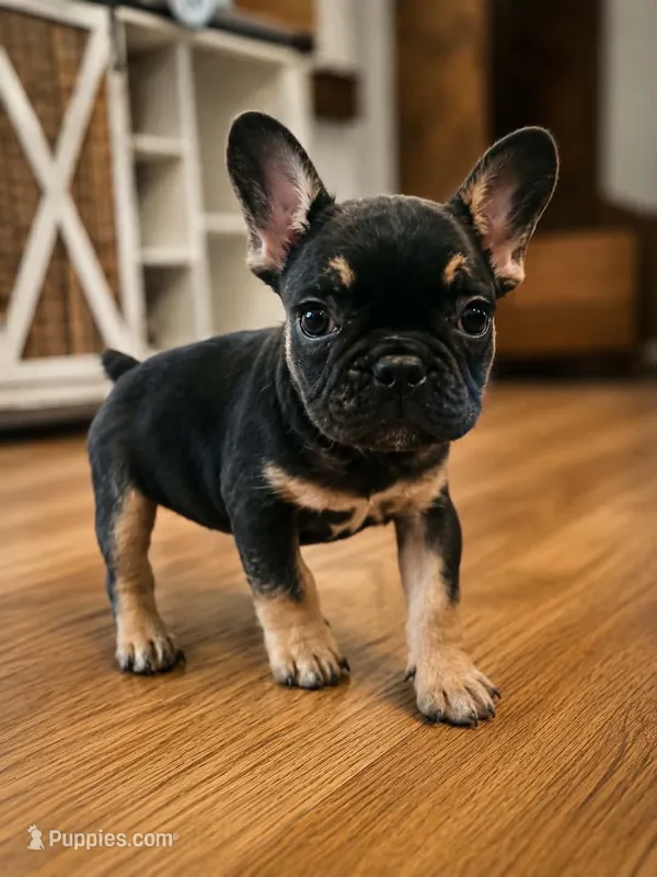 Costa – French Bulldog puppy for sale in Columbia, SC
