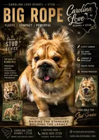 Mr. Burberry, a male French Bulldog for sale in Columbia, SC – 3 of 5