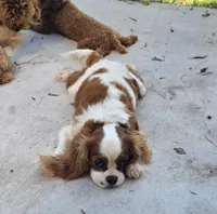Roxy, a female Cavalier King Charles Spaniel for sale in Davie, FL – 2 of 4