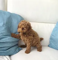 ROSY, a female Poodle - Miniature  for sale in Davie, FL – 3 of 7