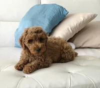 ROSY, a female Poodle - Miniature  for sale in Davie, FL – 6 of 7