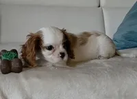 Captain , a male Cavalier King Charles Spaniel for sale in Davie, FL – Photo 8 of 10