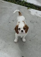 Captain , a male Cavalier King Charles Spaniel for sale in Davie, FL – Photo 4 of 10