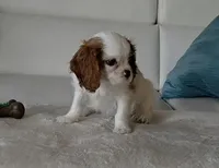 Captain , a male Cavalier King Charles Spaniel for sale in Davie, FL – Photo 7 of 10