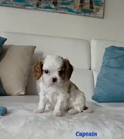 Captain , a male Cavalier King Charles Spaniel for sale in Davie, FL – Photo 3 of 5