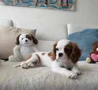 Captain , a male Cavalier King Charles Spaniel for sale in Davie, FL – 6 of 7