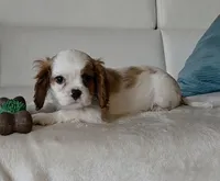 Captain , a male Cavalier King Charles Spaniel for sale in Davie, FL – Photo 9 of 10