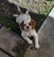 Captain , a male Cavalier King Charles Spaniel for sale in Davie, FL – Photo 6 of 10