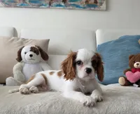 Captain , a male Cavalier King Charles Spaniel for sale in Davie, FL – 2 of 7