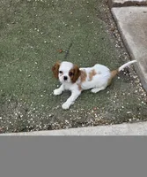 Captain , a male Cavalier King Charles Spaniel for sale in Davie, FL – Photo 5 of 10