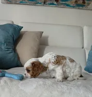 Captain , a male Cavalier King Charles Spaniel for sale in Davie, FL – Photo 2 of 5