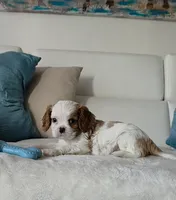 Captain , a male Cavalier King Charles Spaniel for sale in Davie, FL – Photo 4 of 5