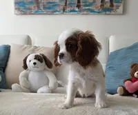 Captain , a male Cavalier King Charles Spaniel for sale in Davie, FL – 5 of 7
