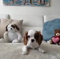 Captain , a male Cavalier King Charles Spaniel for sale in Davie, FL – 3 of 7