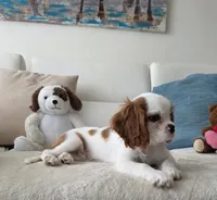 Captain , a male Cavalier King Charles Spaniel for sale in Davie, FL – 4 of 7