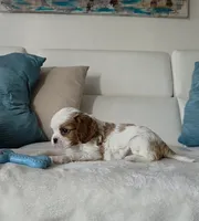 Captain , a male Cavalier King Charles Spaniel for sale in Davie, FL – Photo 5 of 5