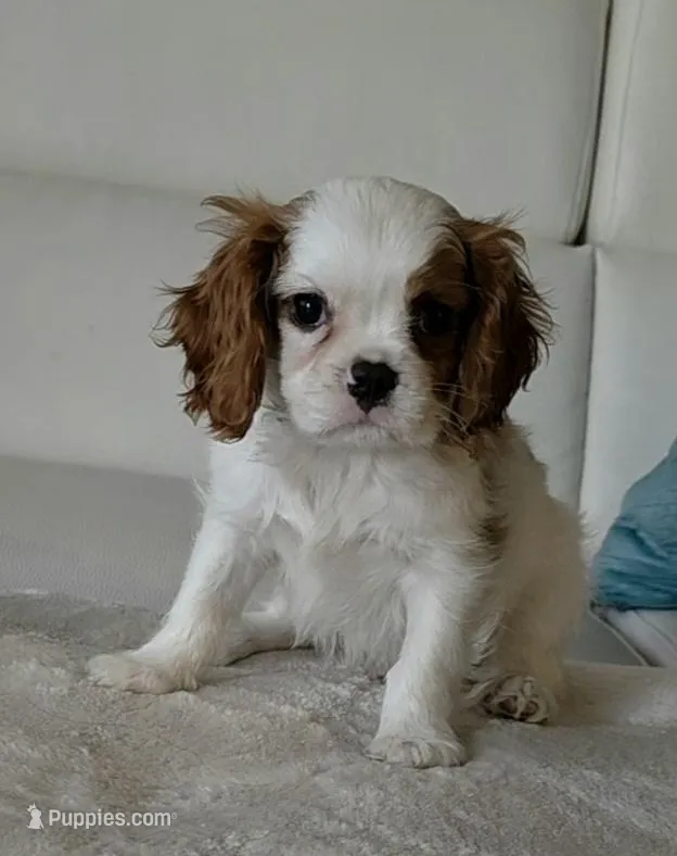 Captain  – Cavalier King Charles Spaniel puppy for sale in Davie, FL