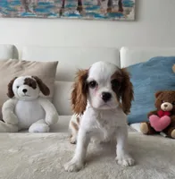 Captain , a male Cavalier King Charles Spaniel for sale in Davie, FL – 7 of 7