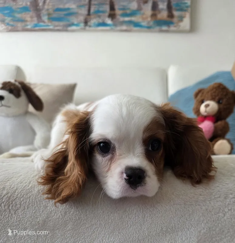 Captain  – Cavalier King Charles Spaniel puppy for sale in Davie, FL