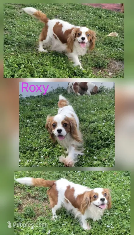 Roxy – Cavalier King Charles Spaniel puppy for sale in Davie, FL