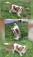 Roxy, a female Cavalier King Charles Spaniel for sale in Davie, FL – 1 of 1