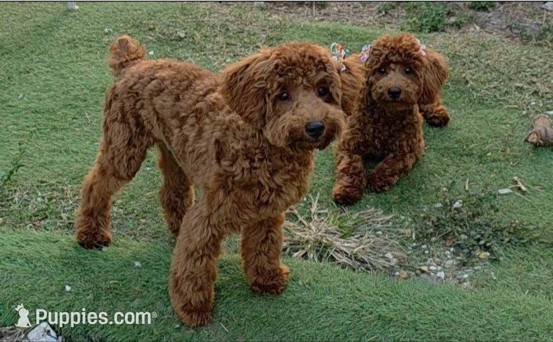 Honey , a female Poodle - Miniature  for sale in Davie, FL – Photo 5 of 6