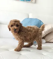ROSY, a female Poodle - Miniature  for sale in Davie, FL – 4 of 7