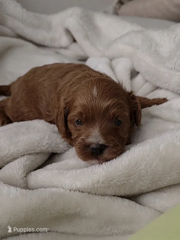 Teddy – Cavapoo puppy for sale in Davie, FL