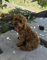 Sunny , a male Poodle - Miniature  for sale in Davie, FL – 6 of 8