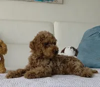 Sunny , a male Poodle - Miniature  for sale in Davie, FL – 5 of 6