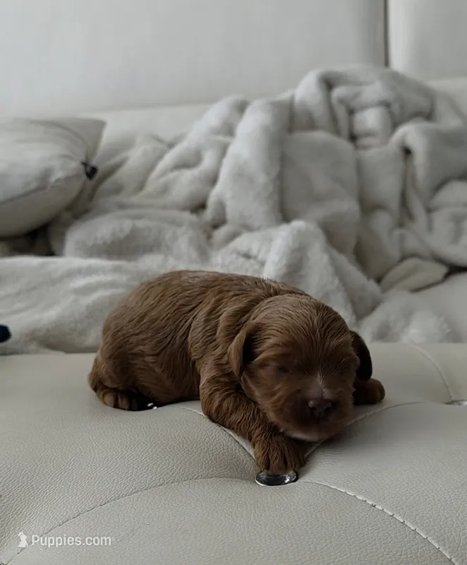 Teddy – Cavapoo puppy for sale in Davie, FL