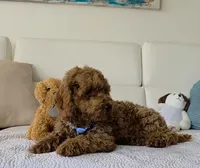 Sunny , a male Poodle - Miniature  for sale in Davie, FL – 2 of 8